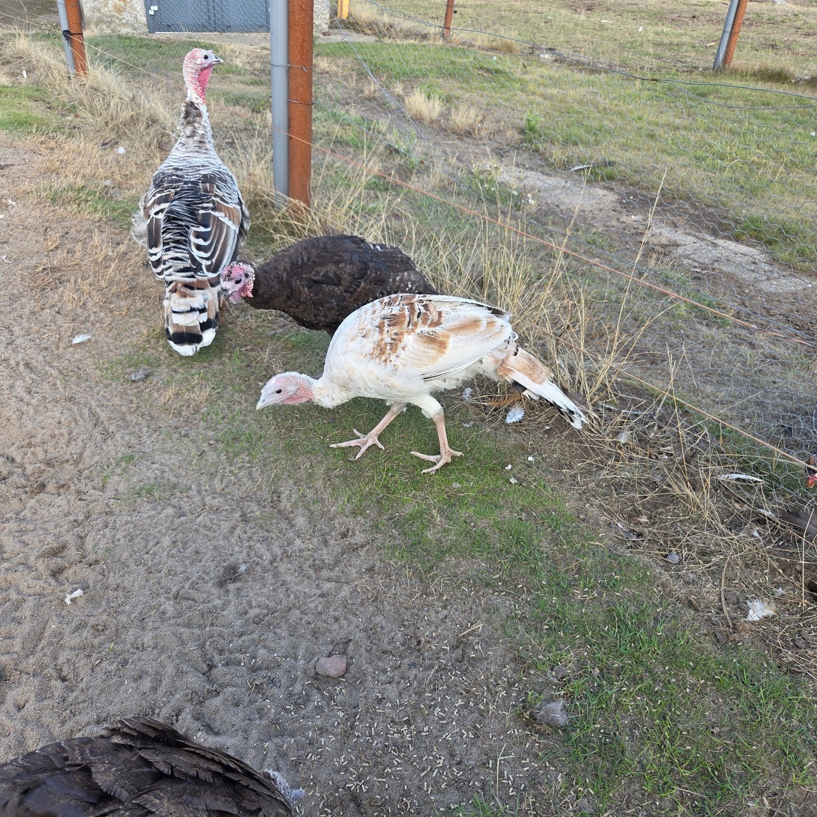2 jonge kalkoenen, Dieren en Toebehoren, Pluimvee, Meerdere dieren, Kalkoen