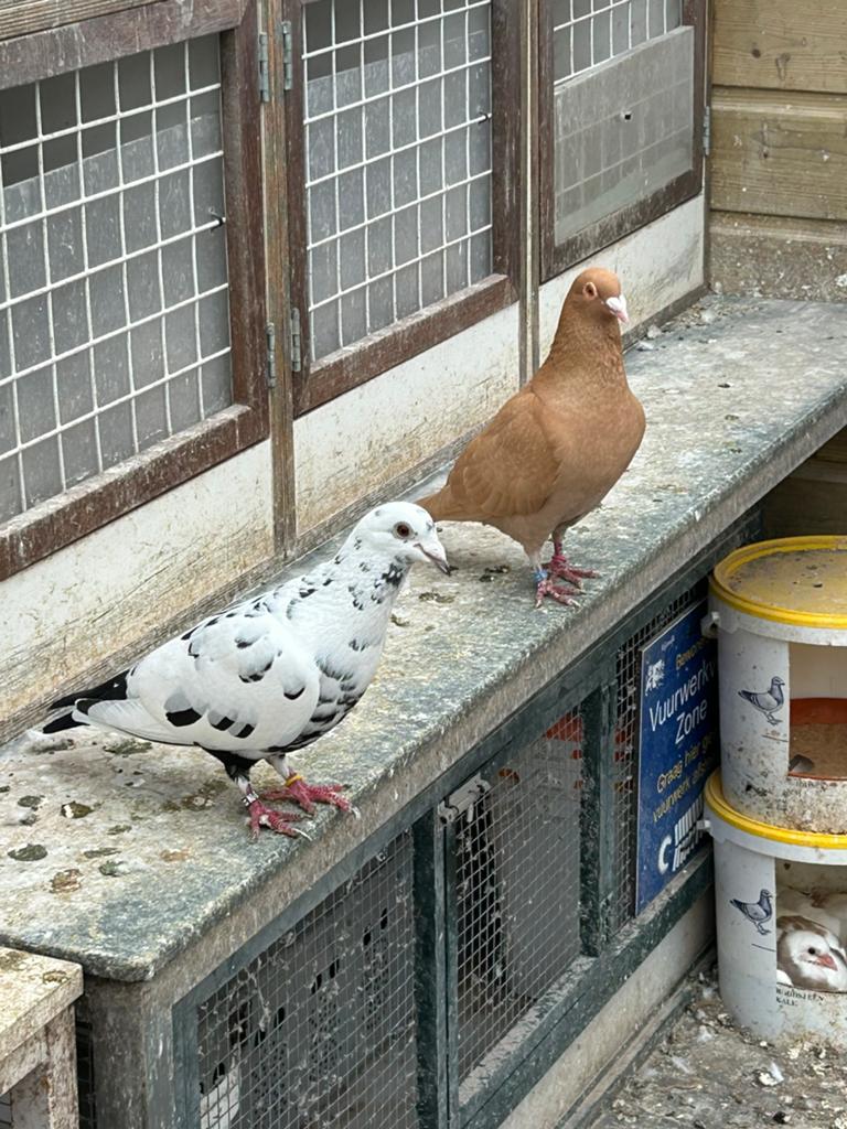 Kleurpostduiven. Geel doffer. Getijgerde duivin., Dieren en Toebehoren, Meerdere dieren, Postduif