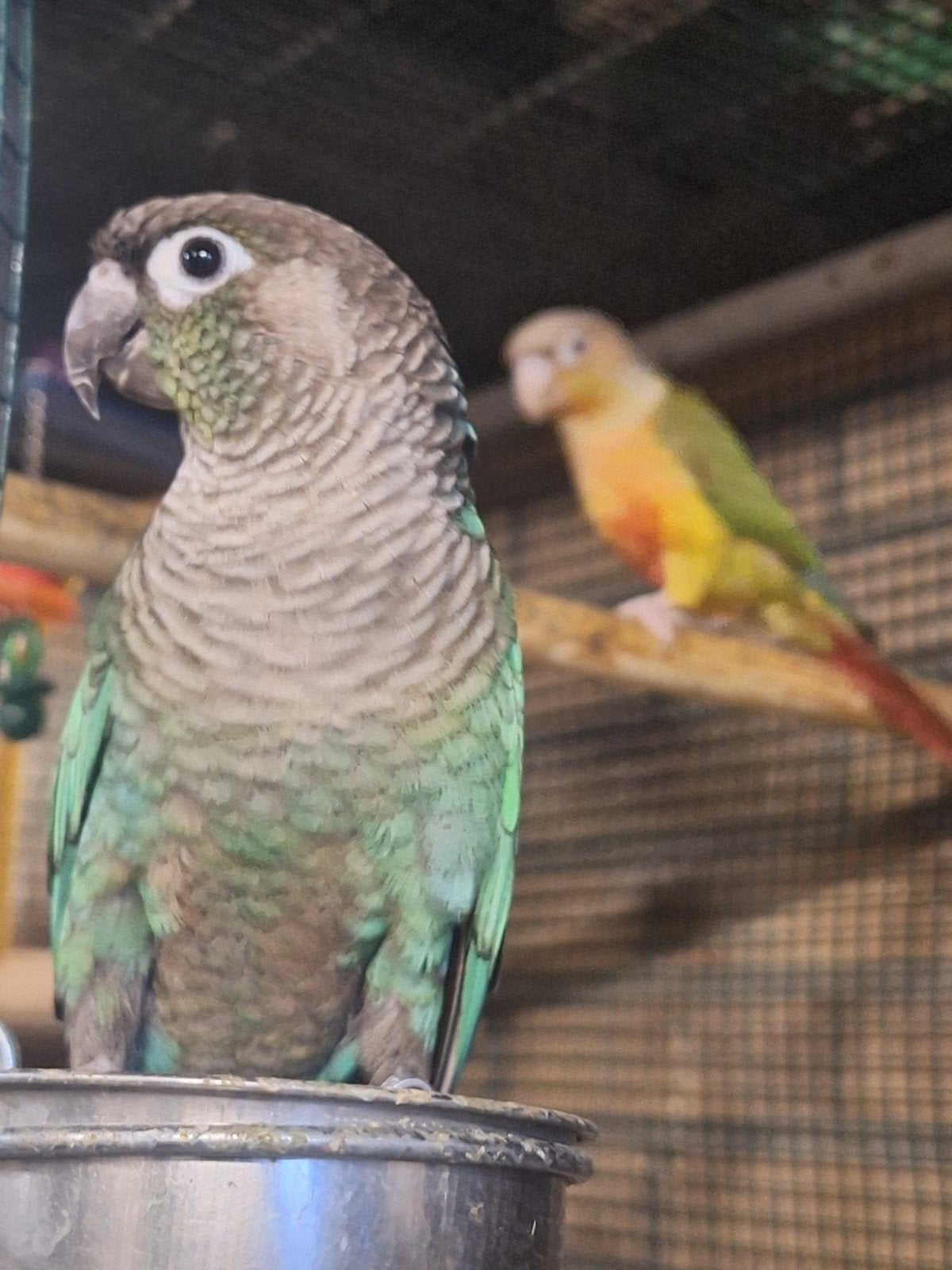 Tekoop pyrrhura broed koppel, Dieren en Toebehoren, Vogels | Parkieten en Papegaaien, Meerdere dieren, Parkiet, Tam