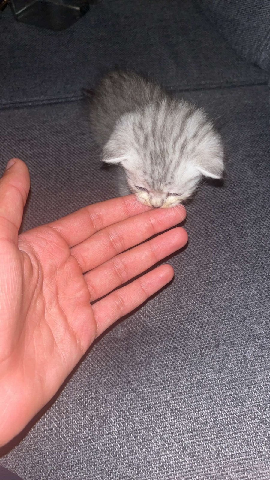 Prachtige perzische mix kittens!, Meerdere dieren