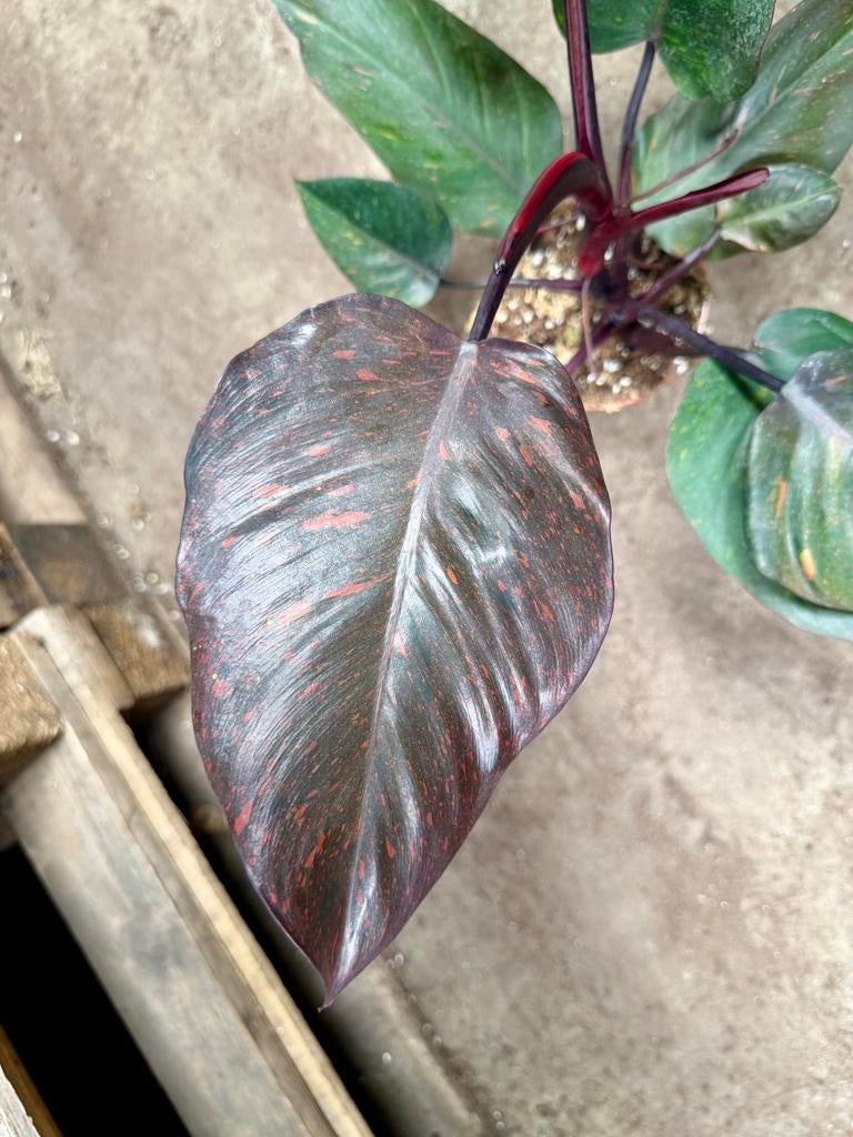 Philodendron Orange Princess p15 - Prachtige Kamerplant, Huis en Inrichting, Kamerplanten, Ophalen of Verzenden