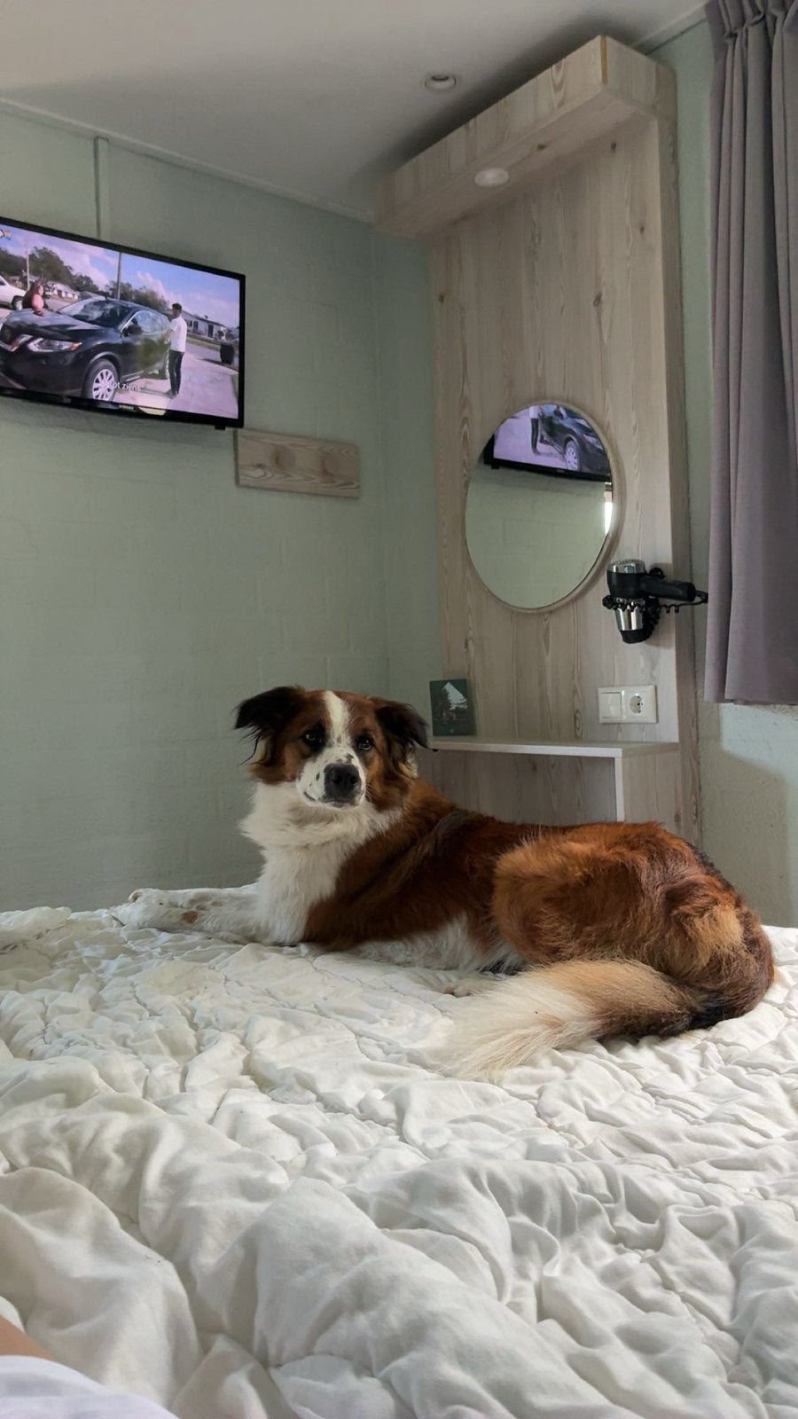 Liefdevol nieuw thuis gezocht voor Ollie ( bordercollie ), Reu, CDV (hondenziekte), 1 tot 2 jaar, Eén hond