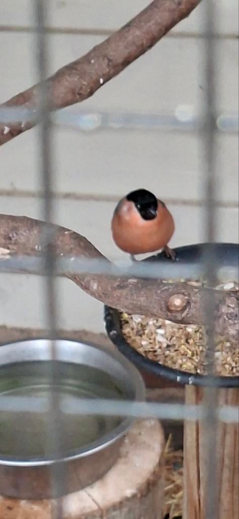 Noordse Goudvink man en bastaard putter x kanarie man., Dieren en Toebehoren, Vogels | Overige Vogels, Mannelijk, Wildzangvogel