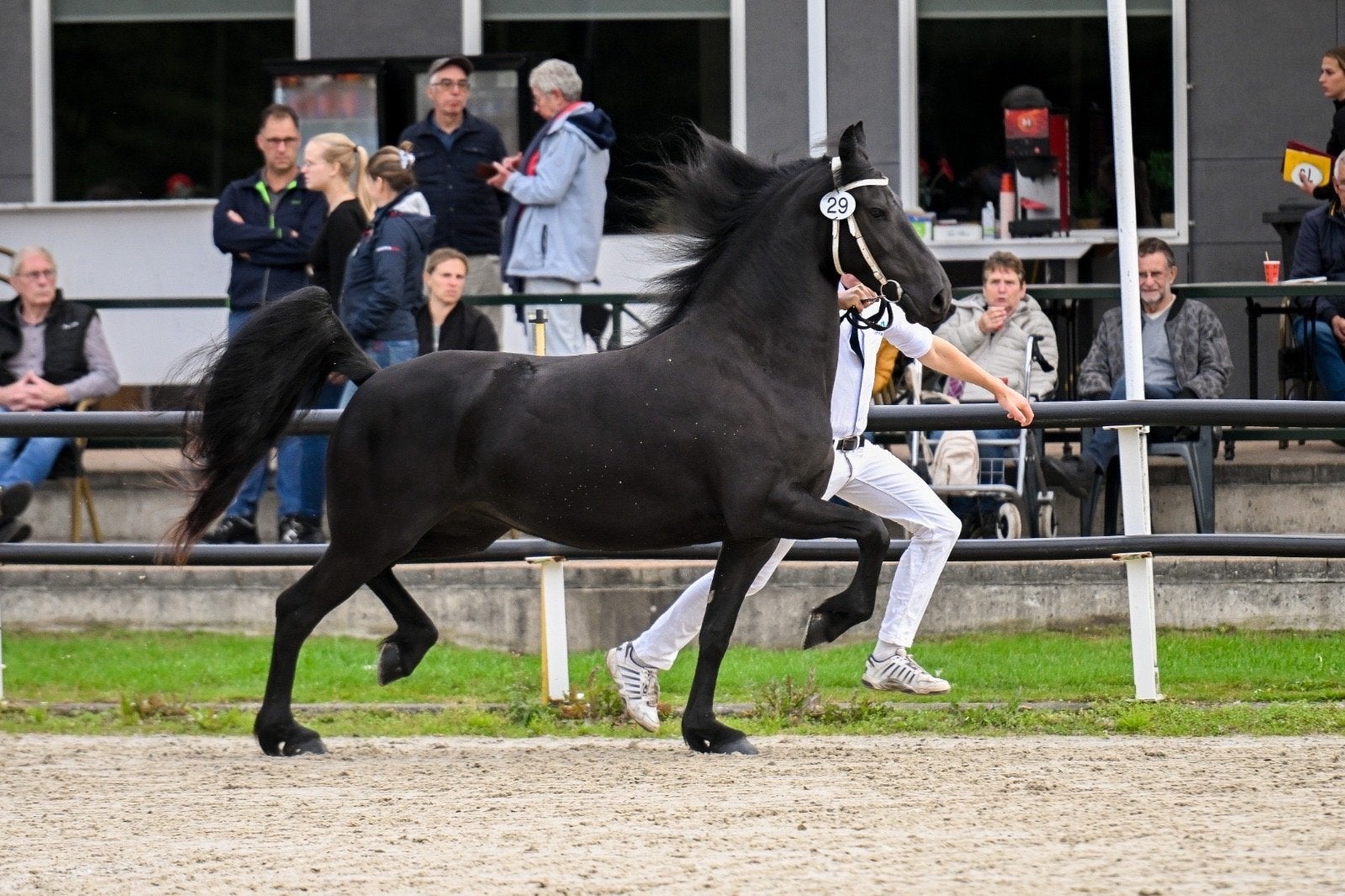 3 jarige knappe Friese merrie v Markus, Merrie, Zadelmak, 3 tot 6 jaar