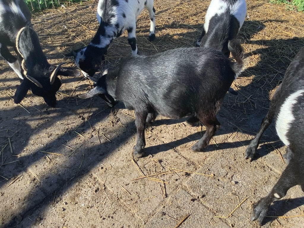 Jonge geit, Dieren en Toebehoren, Vrouwelijk, Geit, 0 tot 2 jaar