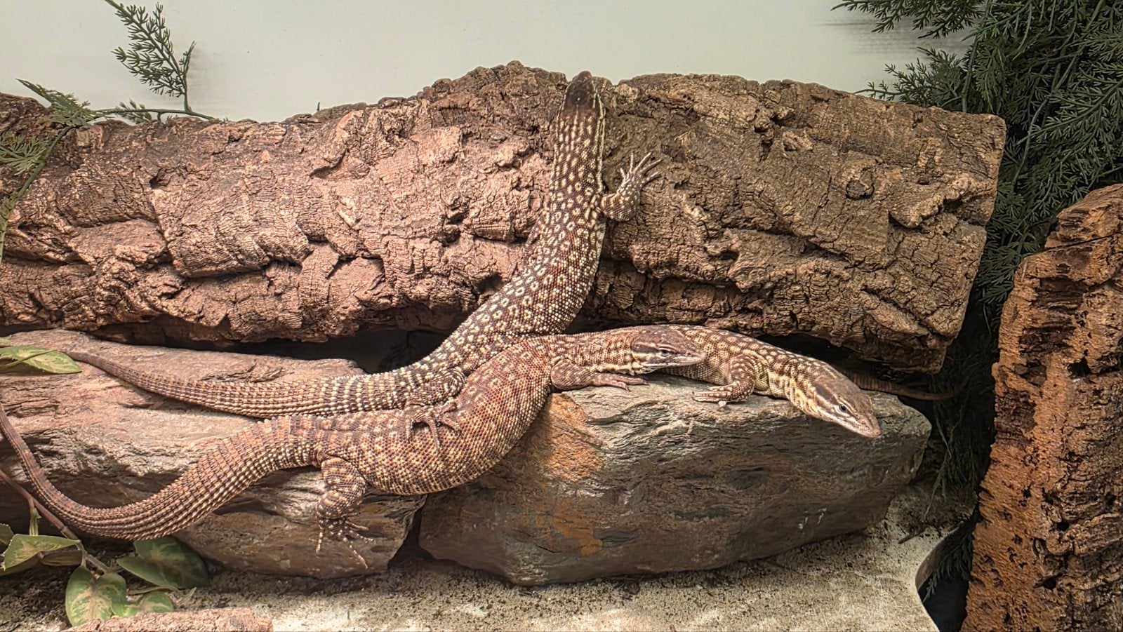Varanus Acanthurus  5x inclusief Terrarium Monitor Lizard photo 6