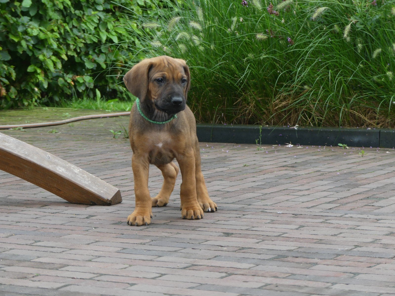 Rhodesian Ridgeback Pups, Dieren en Toebehoren, Overige rassen, 8 tot 15 weken, Parvo, Meerdere