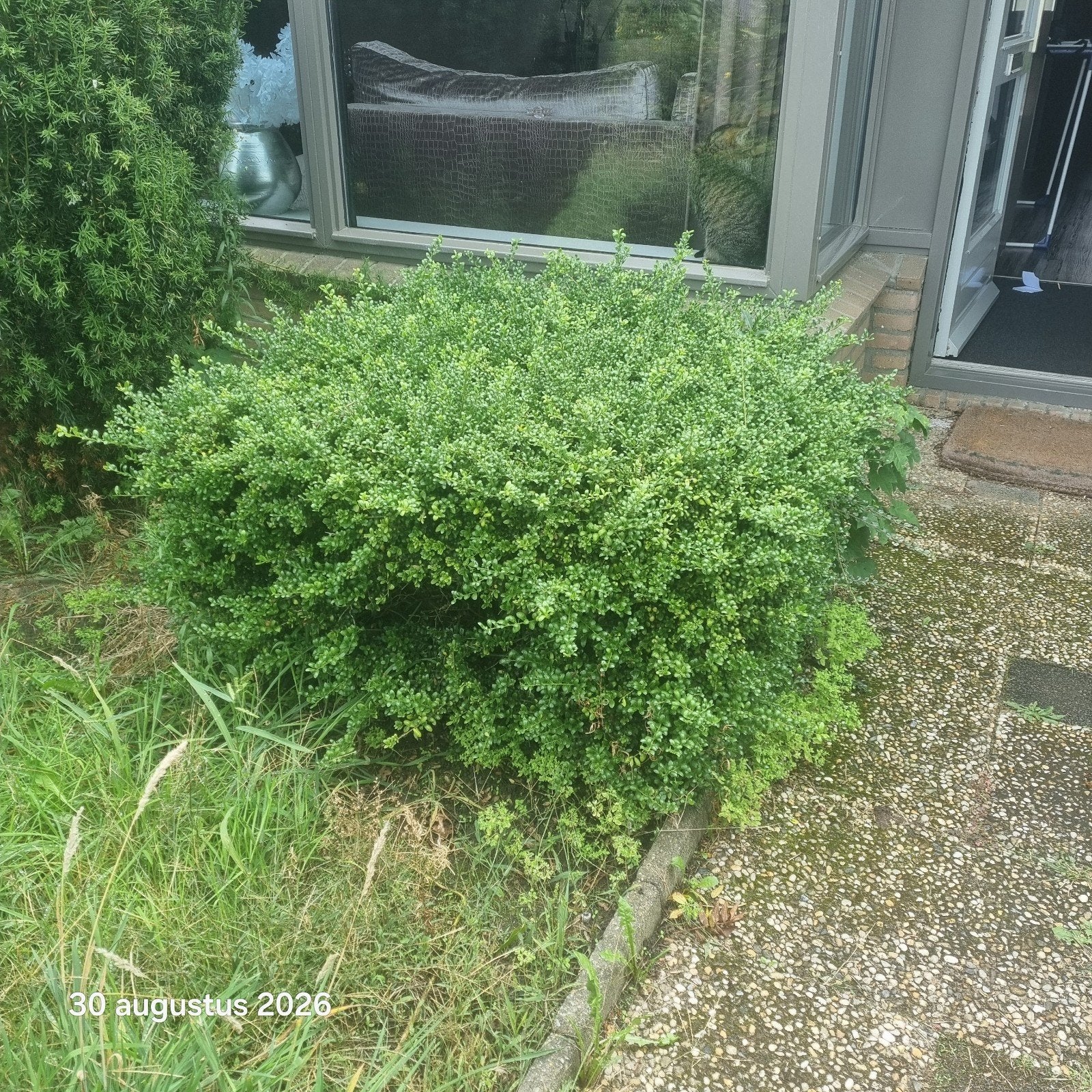 Buxus gratis ( zelf uitgraven ), Vaste plant, Bloeit niet, Halfschaduw, Ophalen