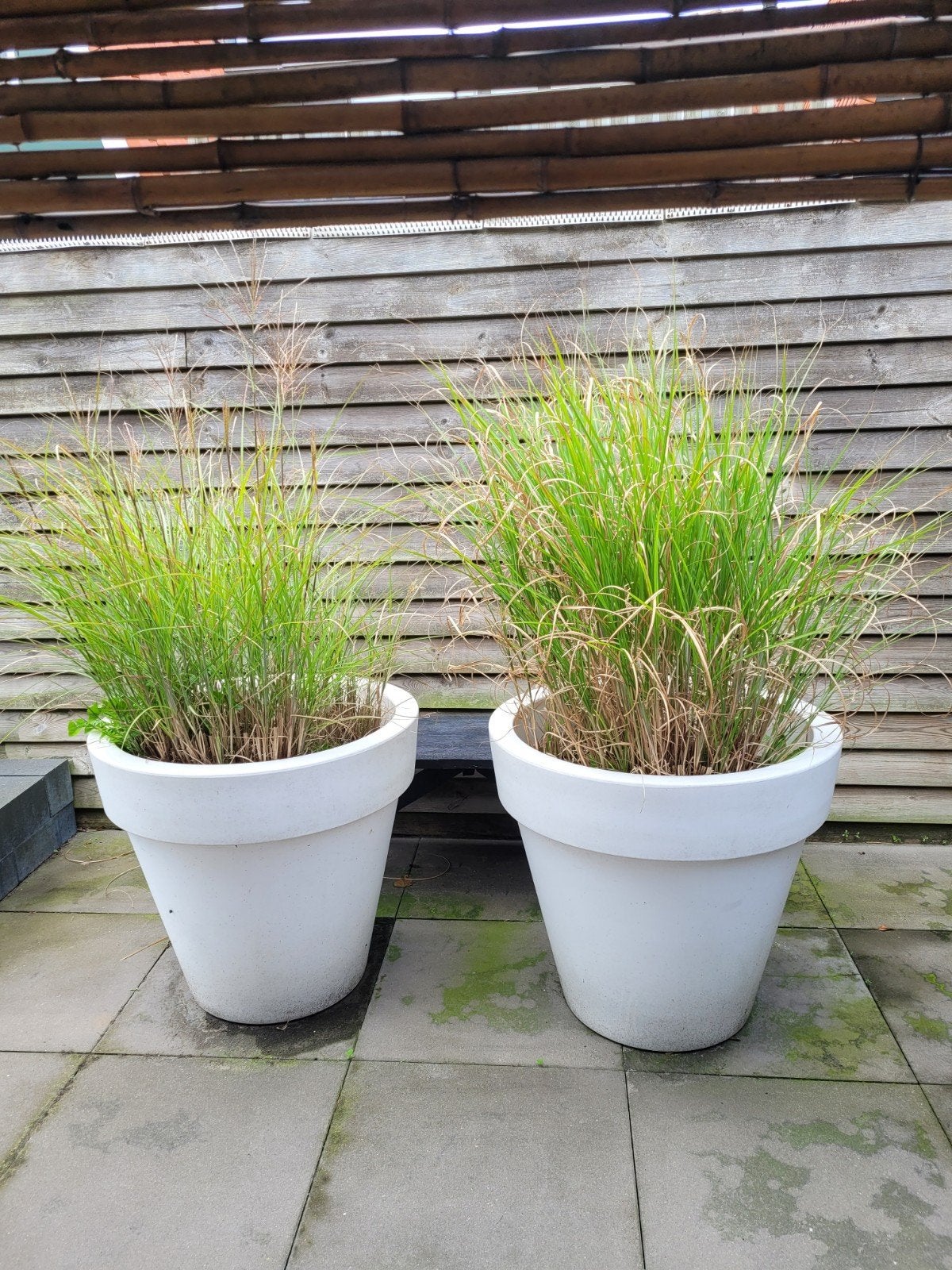 3 grote potten met planten, Tuin en Terras, Ophalen, Kunststof, 40 cm of meer, Rond