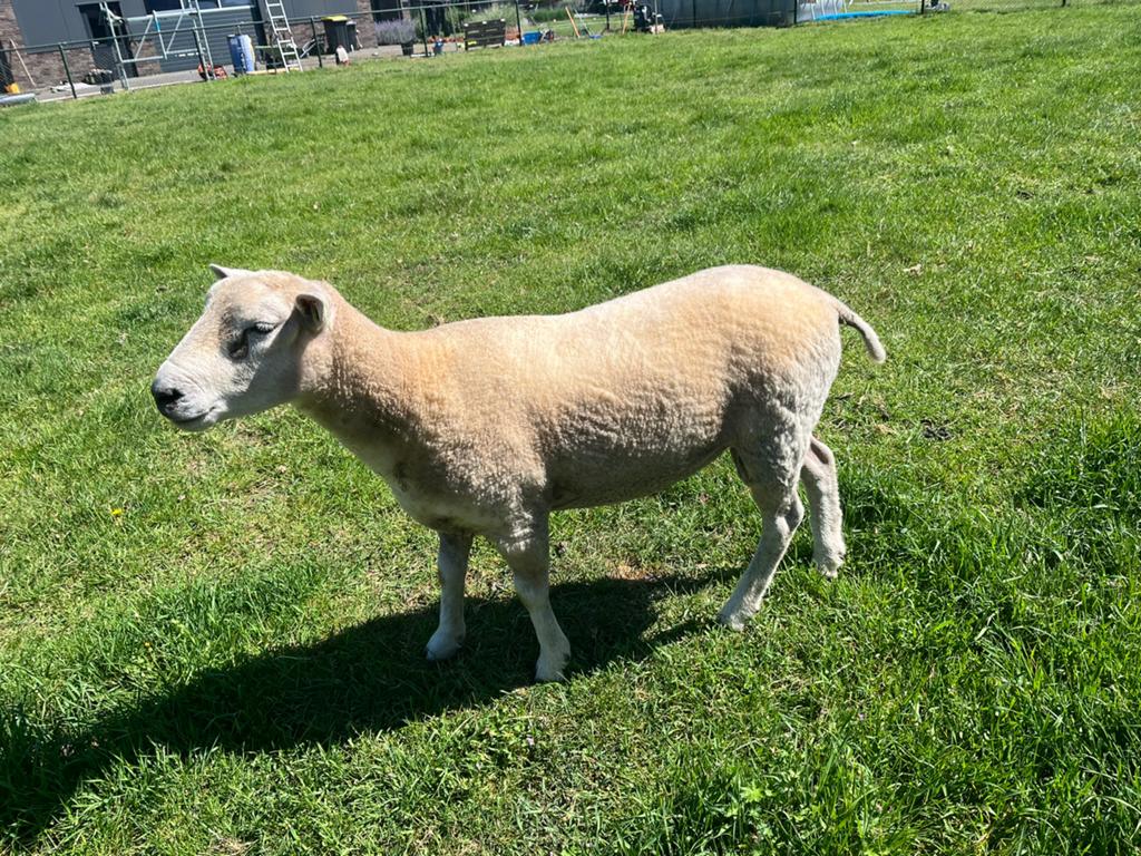 Mooie Noord hollander dekram geb 27-02-2025, Dieren en Toebehoren, Mannelijk, Schaap, 0 tot 2 jaar
