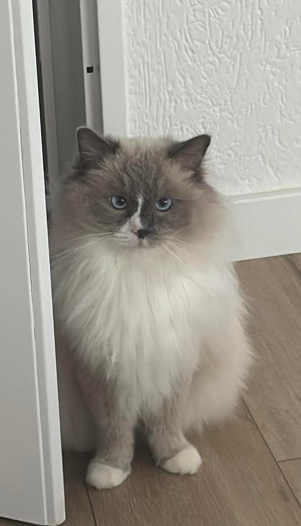 VERMIST OMGEVING DENHAAG ROTTERDAM, Dieren en Toebehoren