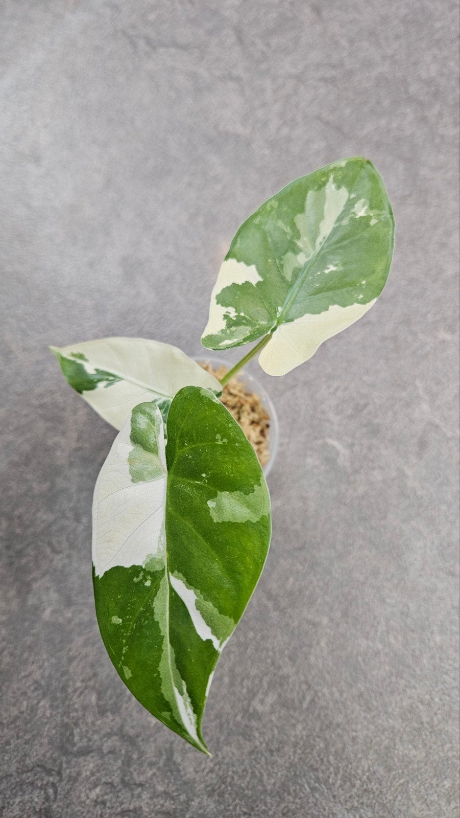 Alocasia Macrorrhiza Albo Variegata, Ophalen of Verzenden, Halfschaduw, Minder dan 100 cm