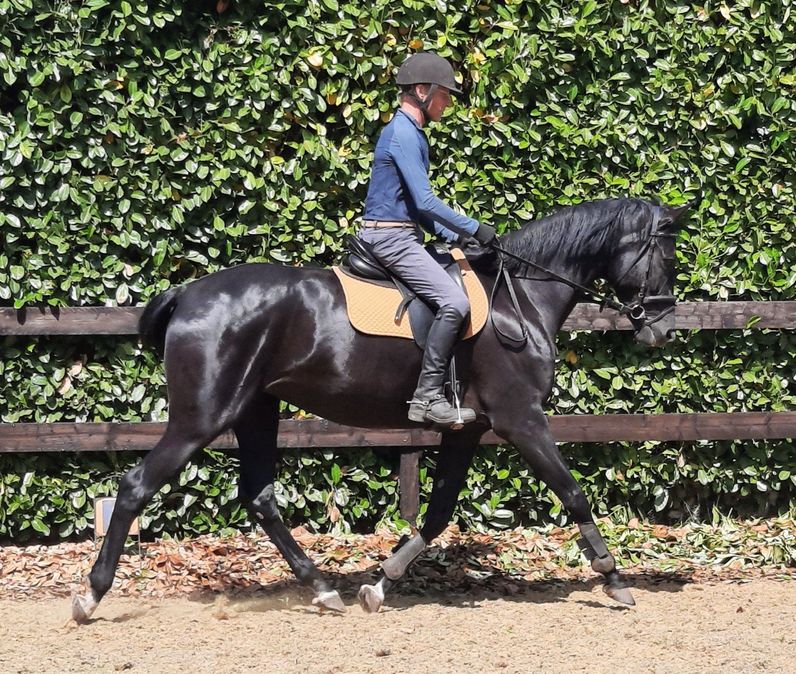 5 jr merrie Dreamboy x Spielberg, Dieren en Toebehoren, Paarden, Merrie, Met stamboom, Dressuurpaard, 3 tot 6 jaar