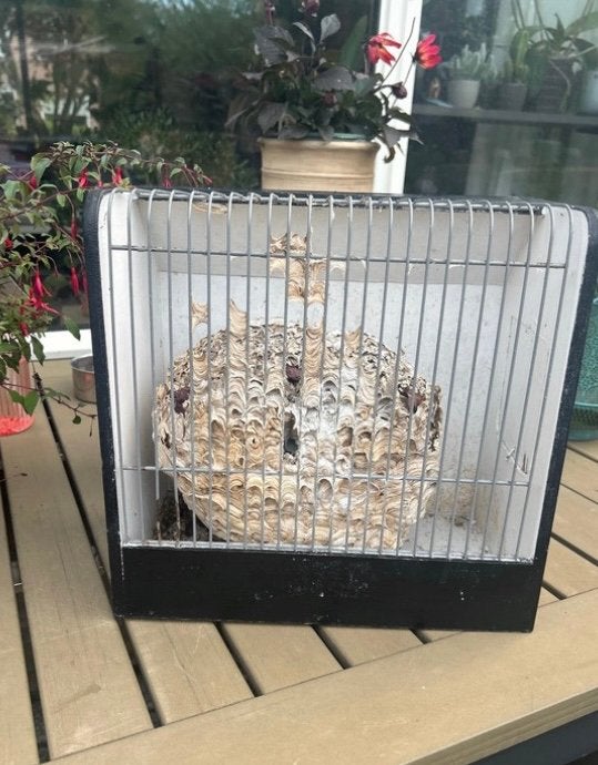 Vogelkooitje., Dieren en Toebehoren, Vogels | Hokken en Kooien, Ophalen of Verzenden, Zo goed als nieuw, Hout, Vogelkooi