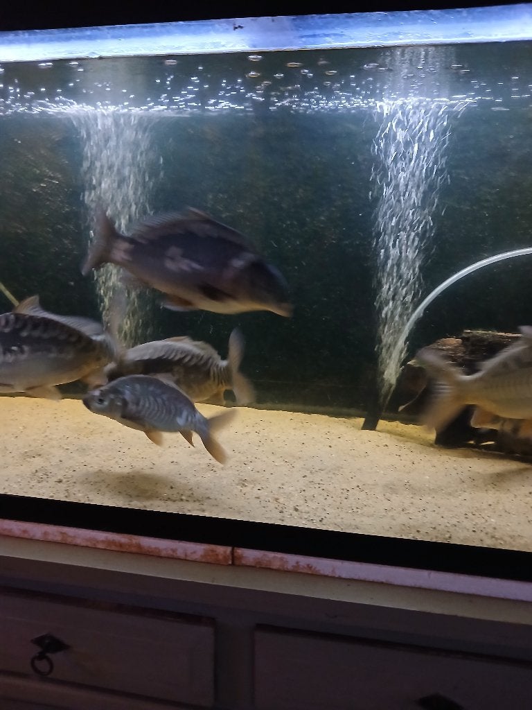 Karpers, Dieren en Toebehoren, Karper of Koi