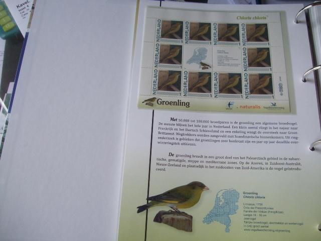 Prachtig vel vogels Groenling, Verzenden, Dier of Natuur