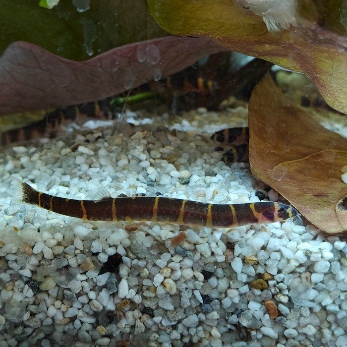 Acanthopthalmus myersi, Dieren en Toebehoren, Vissen | Aquariumvissen, Vis