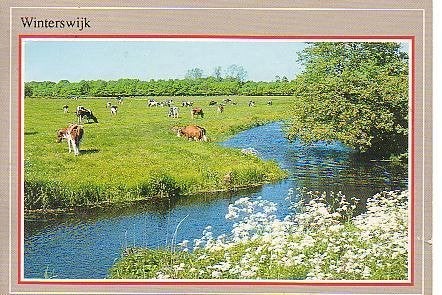 Ansichtkaart 	Winterswijk	Koeien	langs beek, Verzenden, 1980 tot heden, Gelopen, Gelderland
