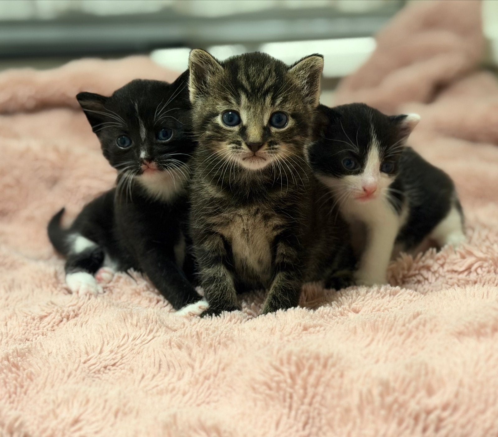 3 kittens te koop, Dieren en Toebehoren