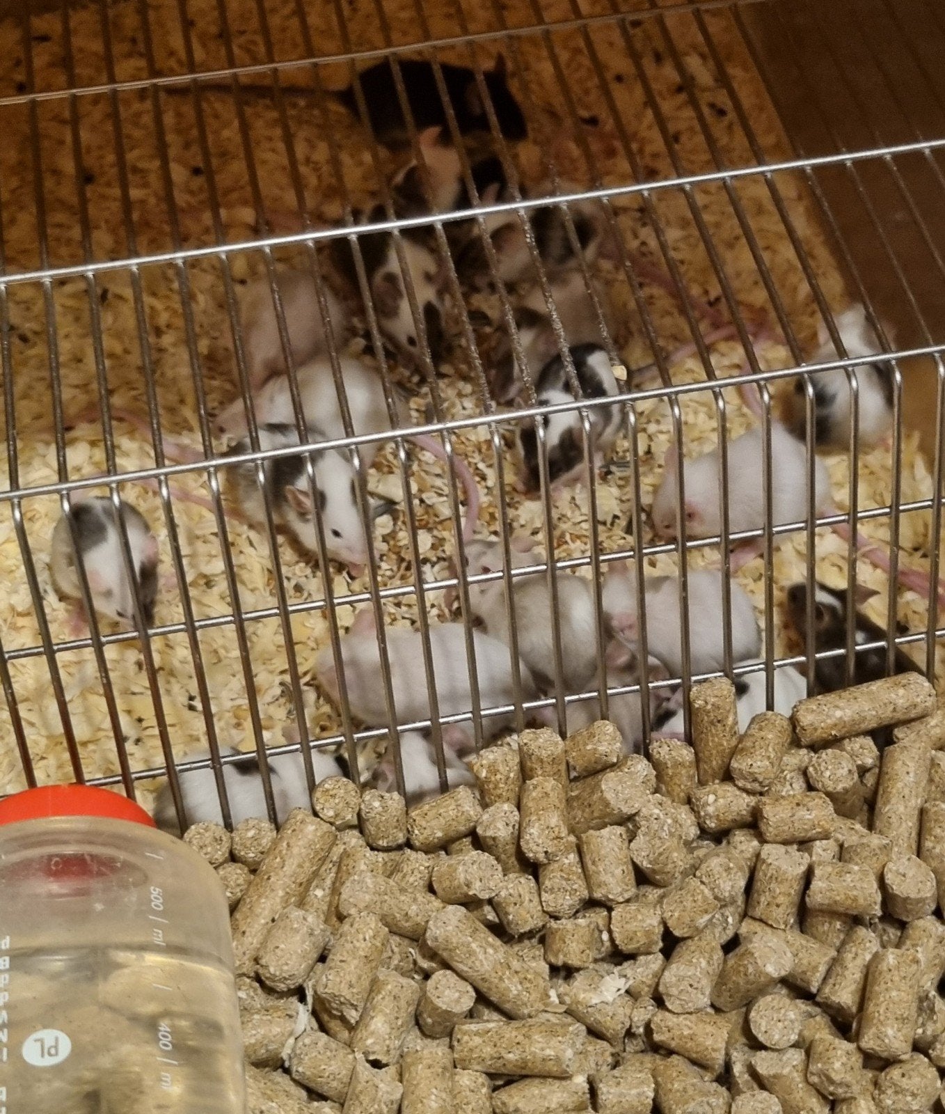 V.muizen., Dieren en Toebehoren, Overige soorten, 0 tot 2 jaar