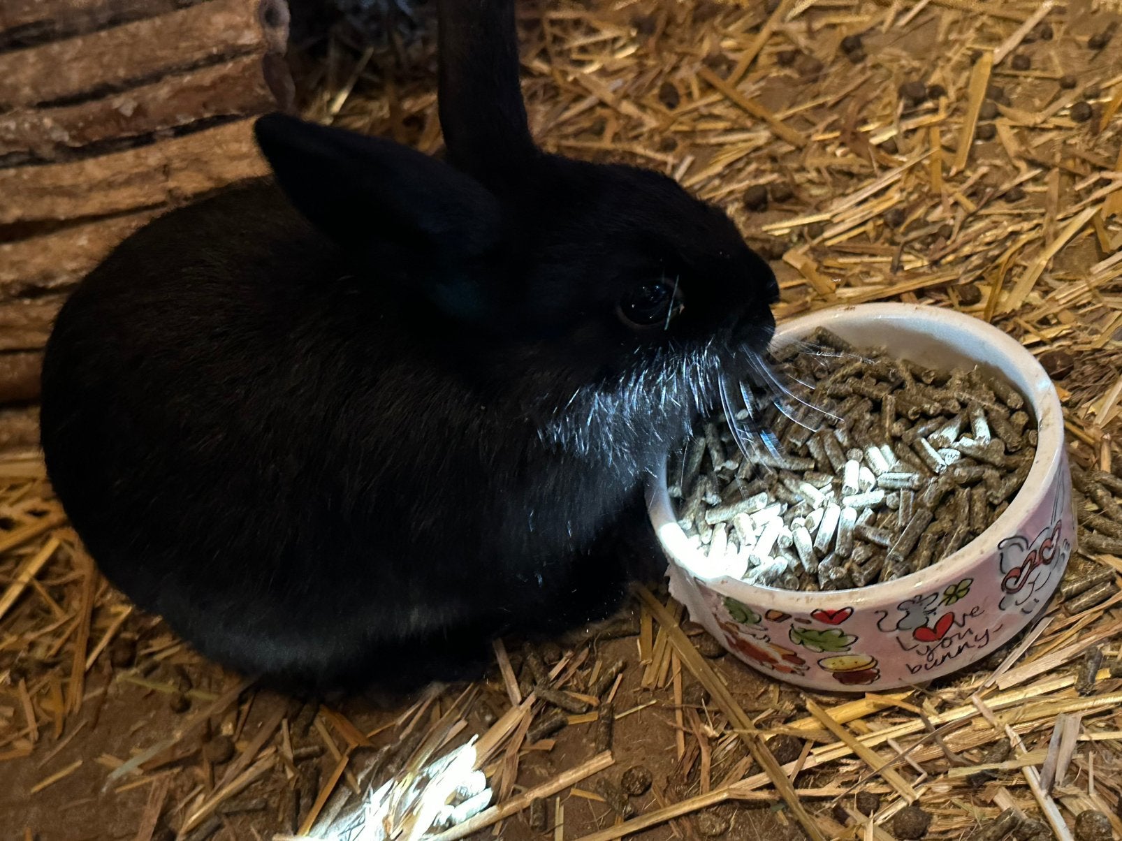 Jonge konijntjes, Dieren en Toebehoren, Geslacht onbekend, Dwerg, 0 tot 2 jaar