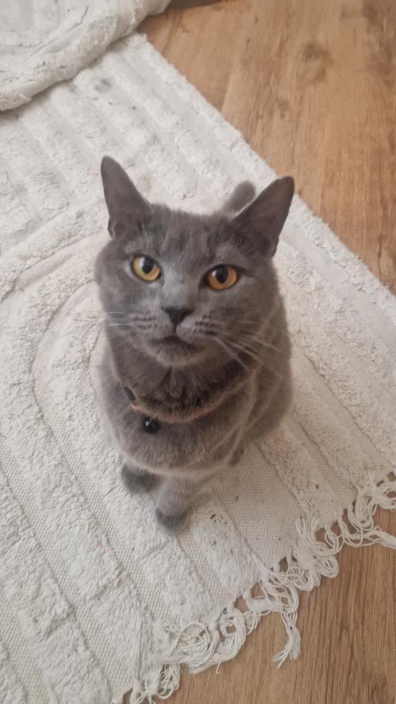 Britse korthaar / mix kittens !  5 katers, 5 poezen, Meerdere dieren, Kortharig, 0 tot 2 jaar