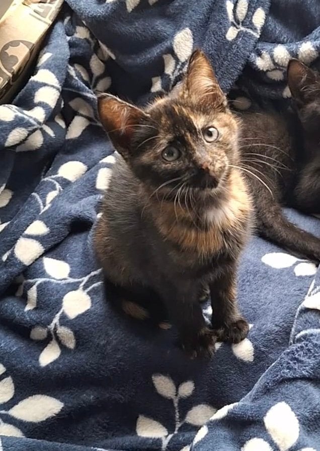 Kitten schildpad kleur, Dieren en Toebehoren, Poes