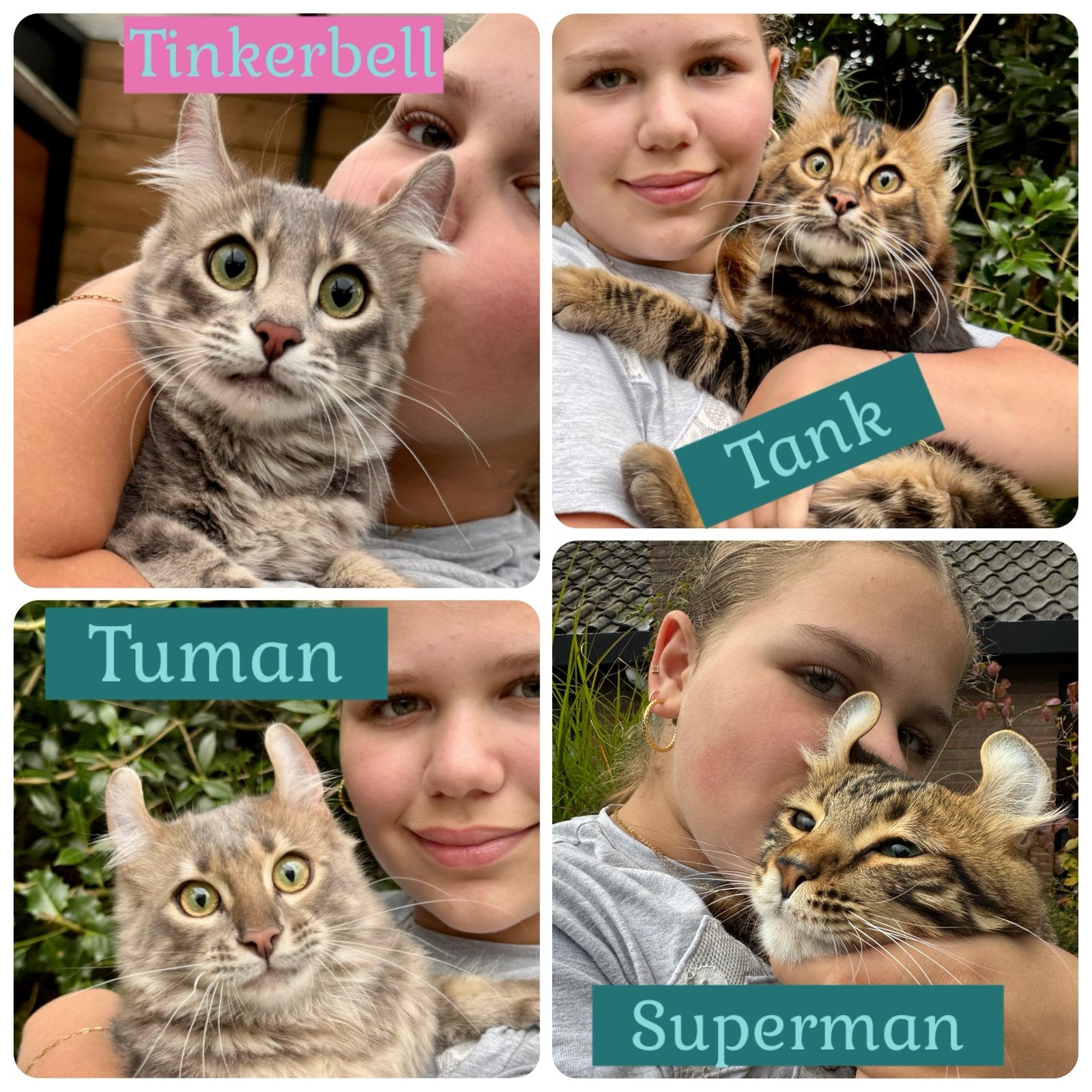 American curl kittens | fantastisch karakter |geteste ouders, Meerdere dieren