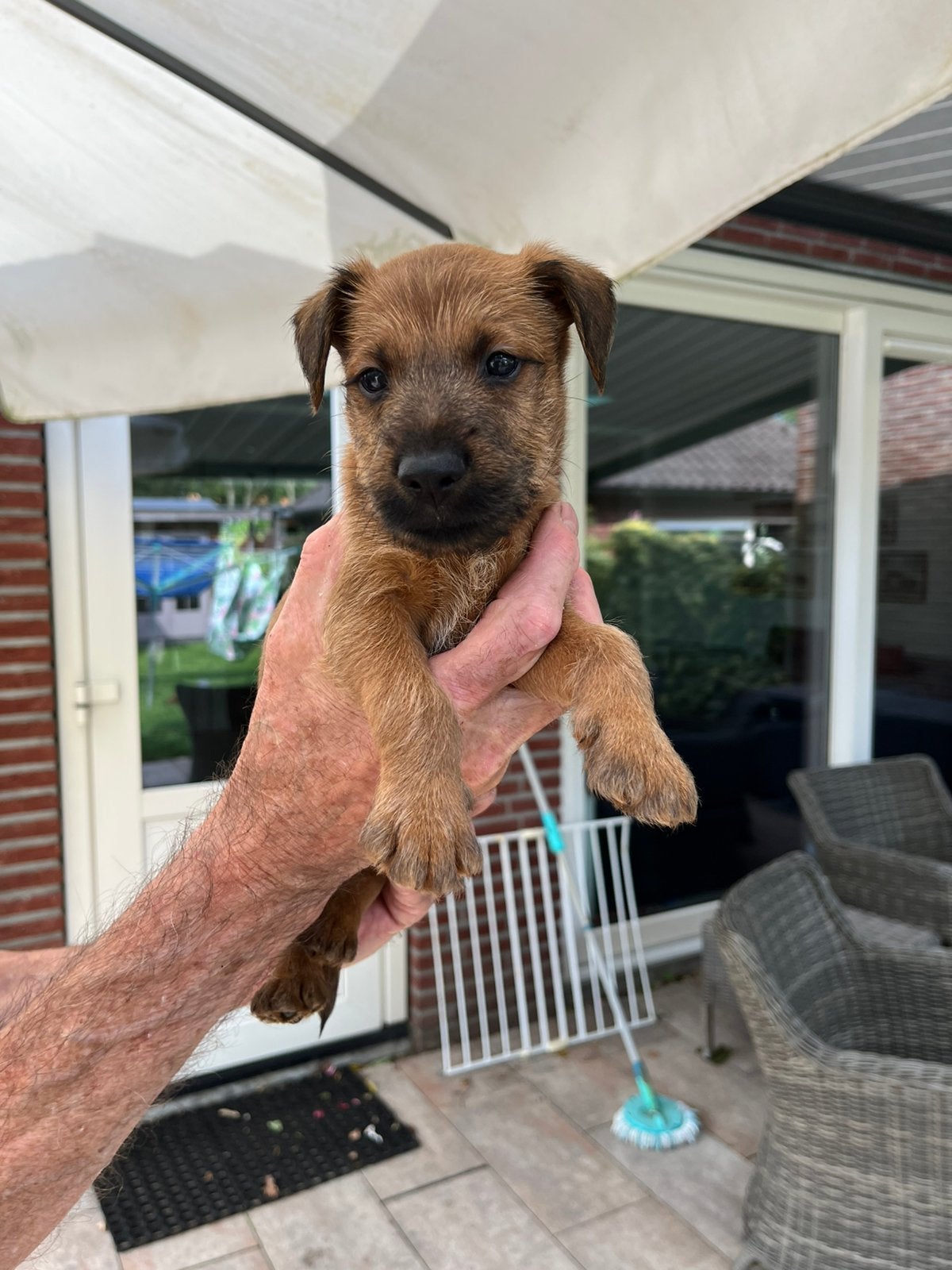 Gouden mandjes  gezocht ierse terrier pups, Dieren en Toebehoren, Honden | Niet-rashonden, Middel, Reu, Particulier, Meerdere