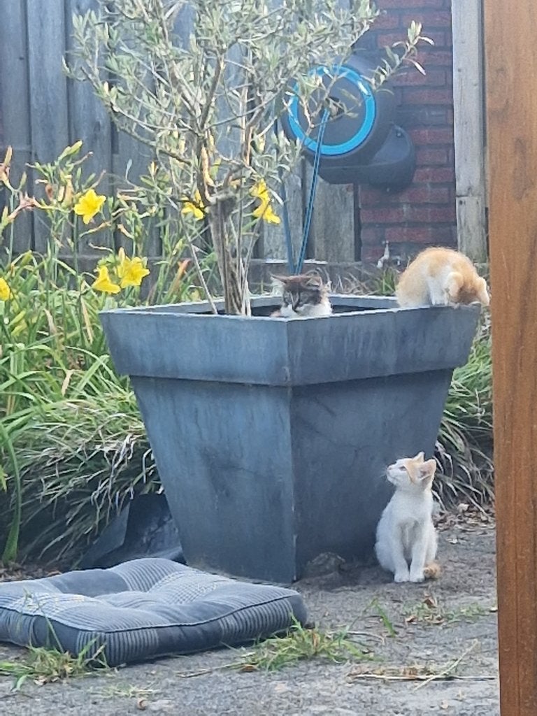 Te koop poesjes, Dieren en Toebehoren, Meerdere dieren, Ontwormd, 0 tot 2 jaar