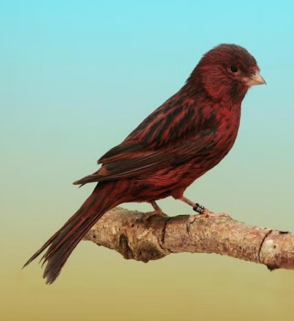 Zwart (Kobalt) Rood poppen GEZOCHT, Dieren en Toebehoren, Vogels | Kanaries, Vrouwelijk, Kleurkanarie
