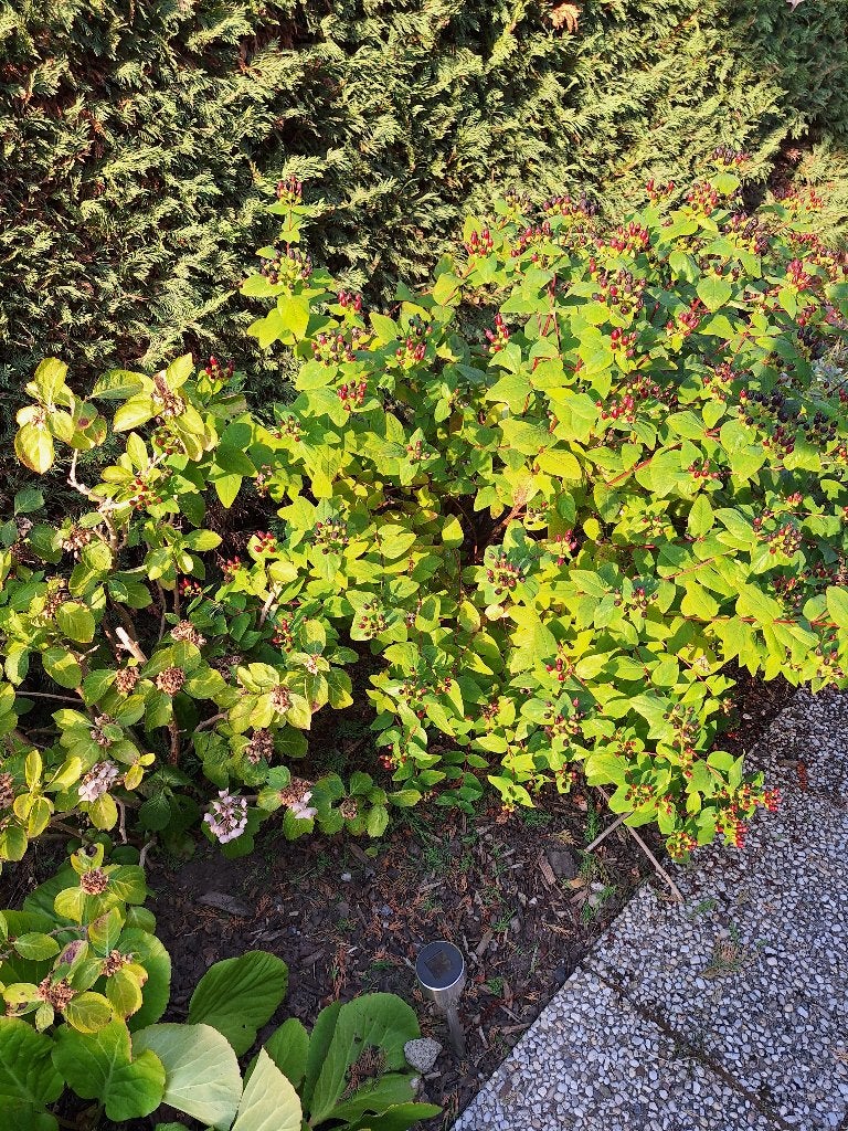 hertshooi struik 1,20 x 1,20, Tuin en Terras, Planten | Tuinplanten, Volle zon, Vaste plant, Zomer, Ophalen