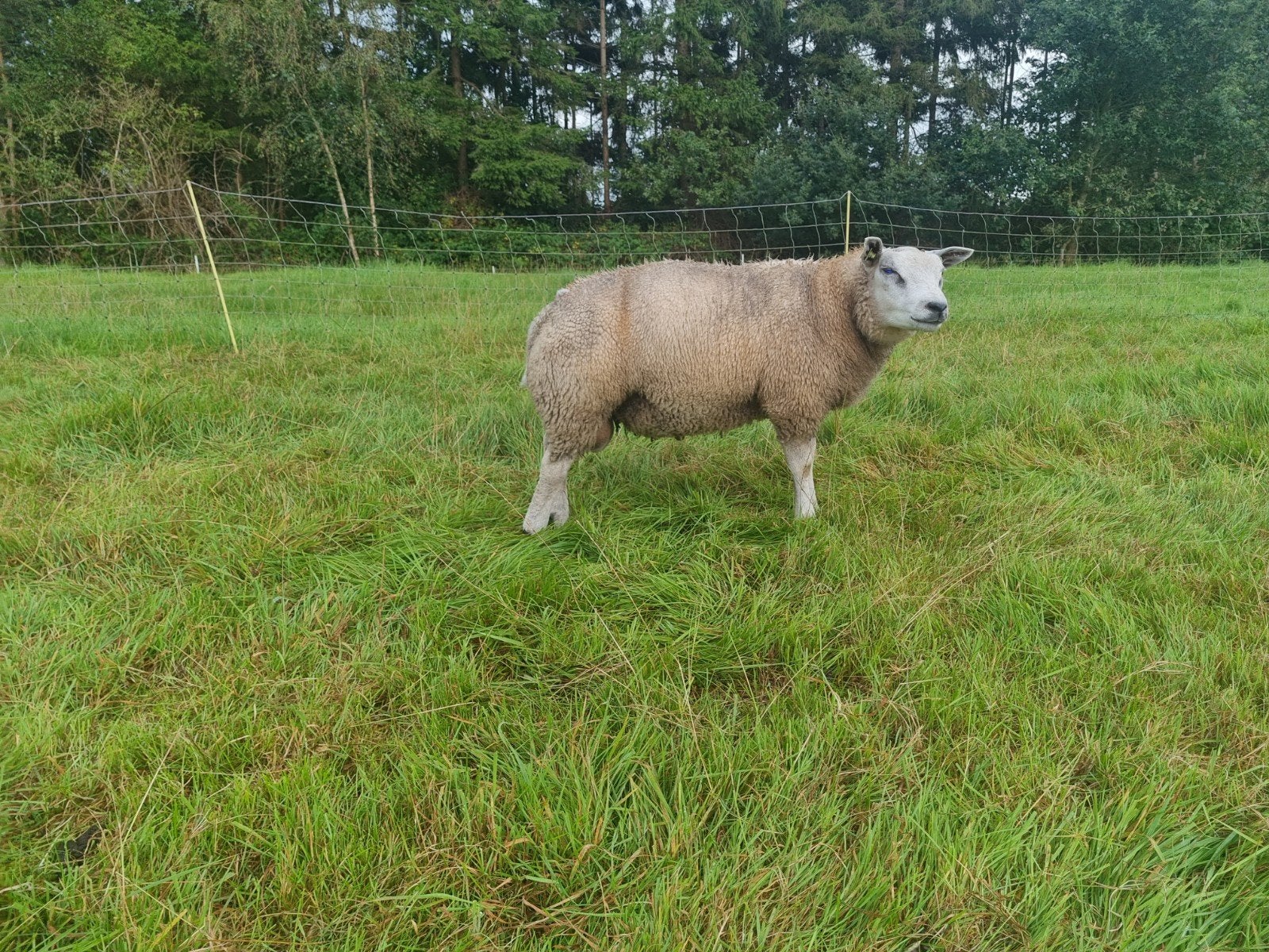 Stamboek Texelaar Dekram, Dieren en Toebehoren, Schapen, Geiten en Varkens, Mannelijk, Schaap