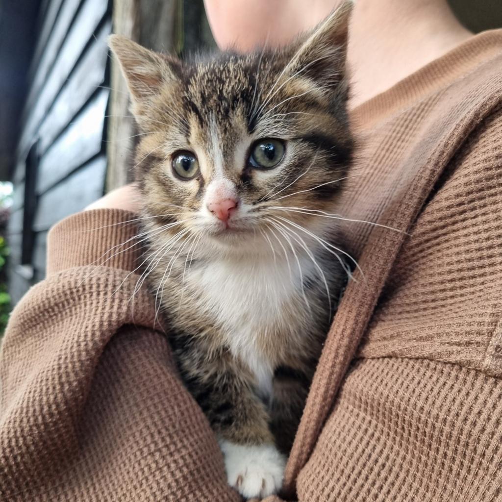 Kitten, katertje grijs, bruin met wit, Dieren en Toebehoren, Katten en Kittens | Overige Katten, Kater