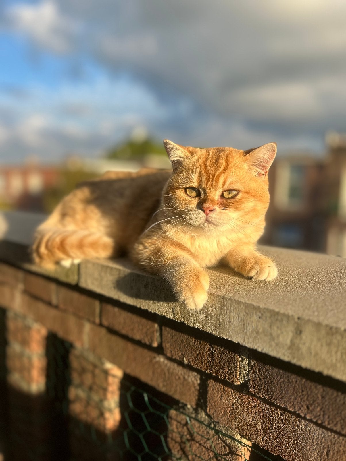 British shorthair kittens, Kater, Met stamboom, 0 tot 2 jaar