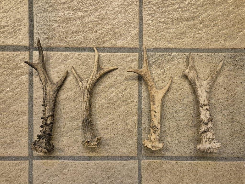 4 ree gewei stangen voor kerst decoratie of hobby samen € 19, Ophalen of Verzenden, Gebruikt, Hert, Gewei of Kop