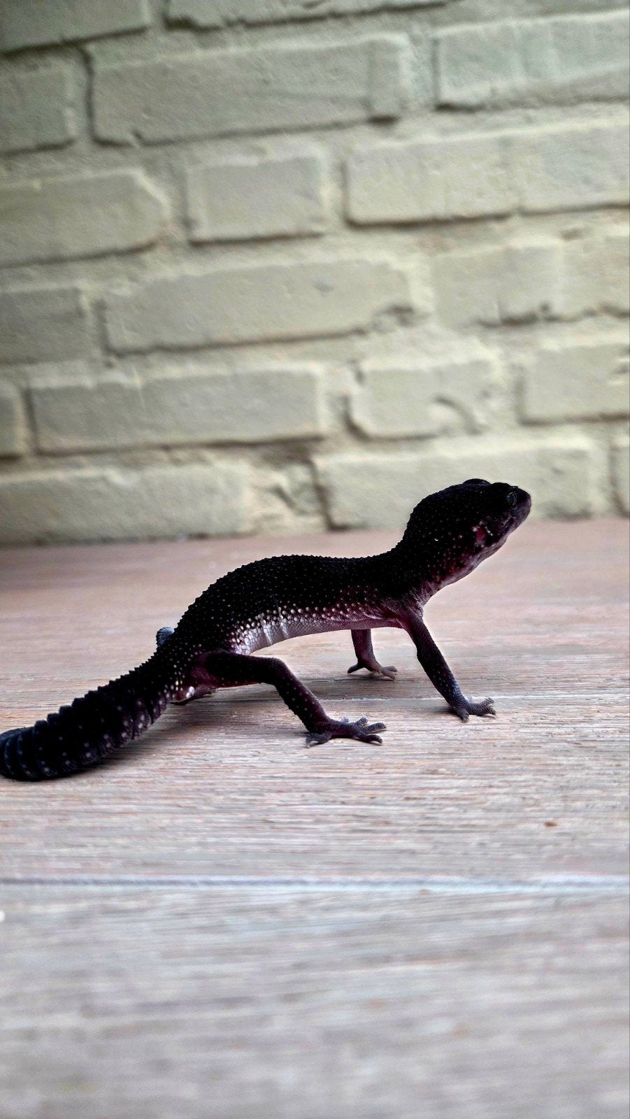 black night luipaard gekko man patroonloos Leopard Gecko photo 2