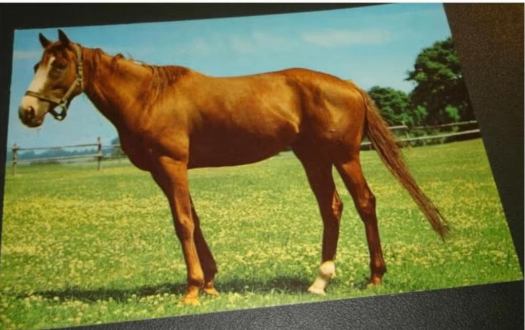 Paarden - Paard op Klaverweide, Verzenden, 1980 tot heden, Gelopen, Paard
