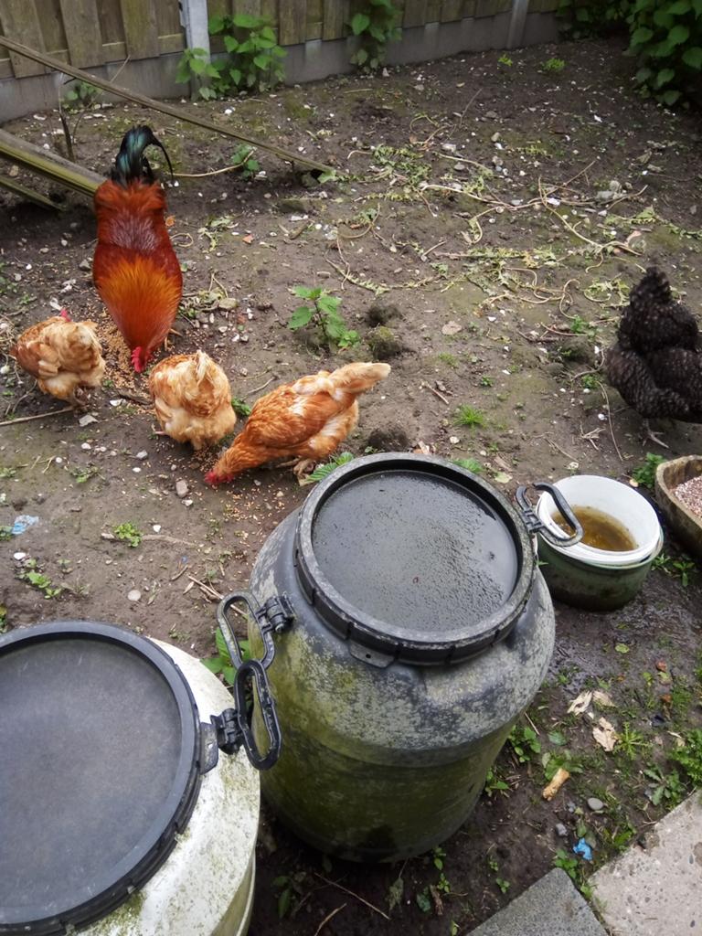 4 jonge legkippen met haan, Meerdere dieren, Kip