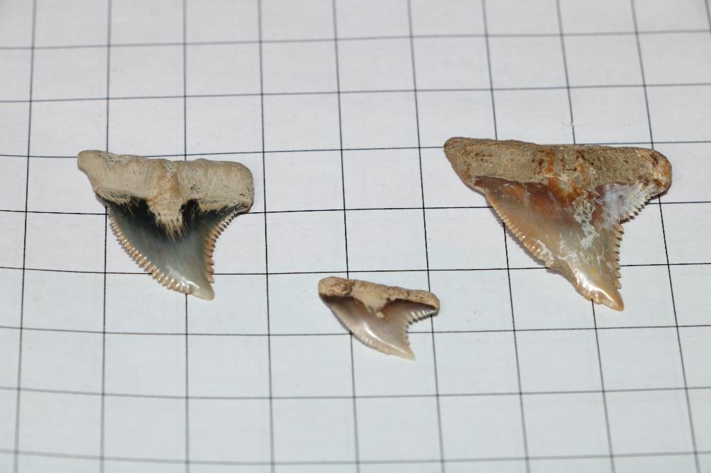 Haaientanden set, Verzamelen, Mineralen en Fossielen, Fossiel, Ophalen of Verzenden