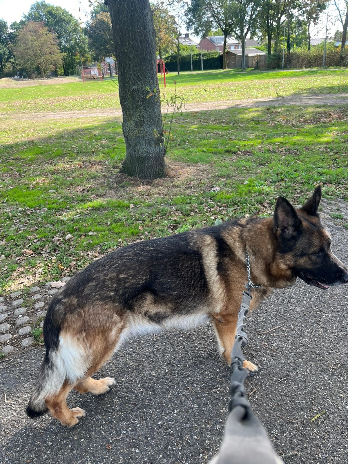 Lieve Duitse herder teef van 4 jaar zoekt een fijn thuis, Teef, Eén hond, CDV (hondenziekte), 3 tot 5 jaar