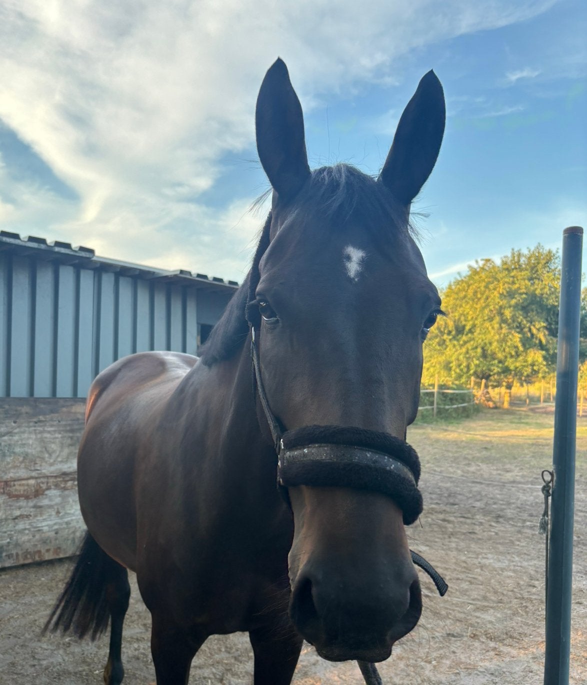 7jr Lieve merrie te koop - STARTREK (QUICKSTARxGRAFIN), Merrie, Springpaard, Met stamboom, B