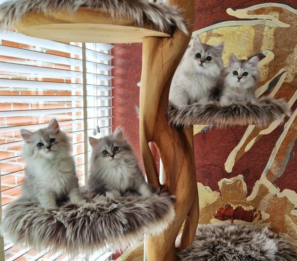 Siberisch X Perzisch Kittens, Dieren en Toebehoren, Meerdere dieren, Ingeënt