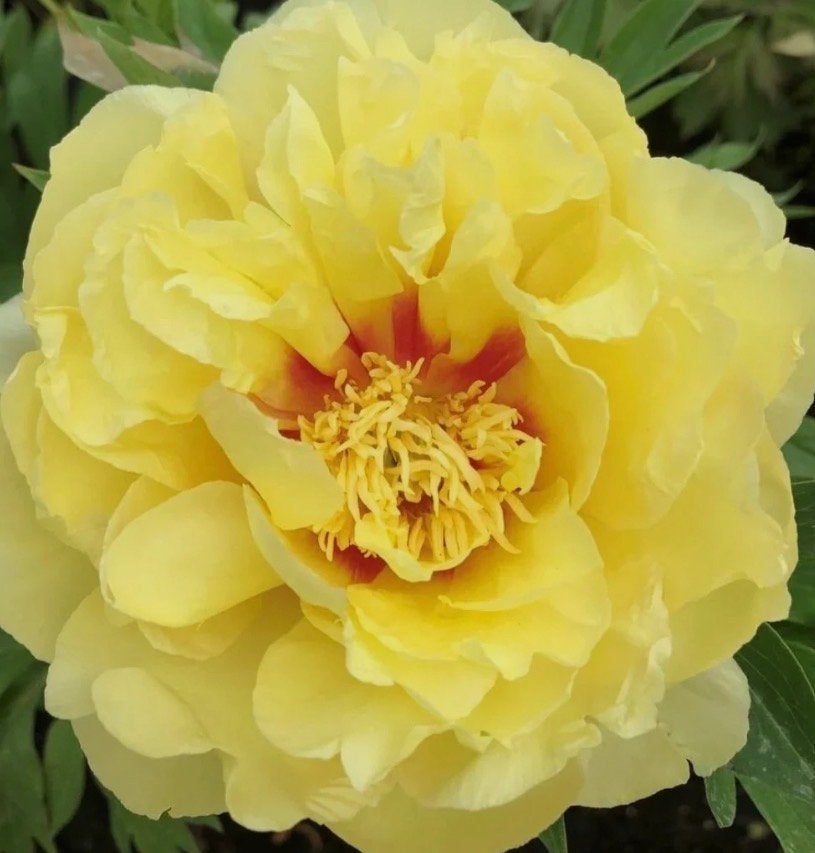 Prachtige Gele itoh Pioenroos ‘bartzella’, Tuin en Terras, Planten | Tuinplanten, Overige soorten, Volle zon, Vaste plant, Ophalen of Verzenden