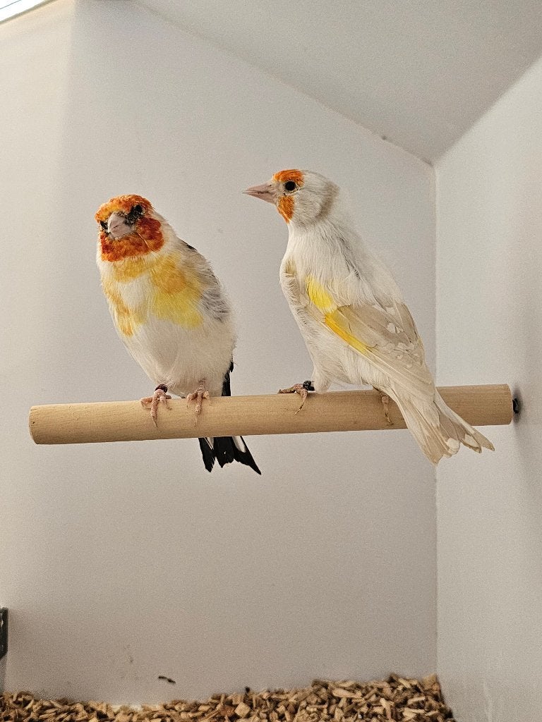 Majoorputter | Witkop en White | 2025, Meerdere dieren, Wildzangvogel, Geringd