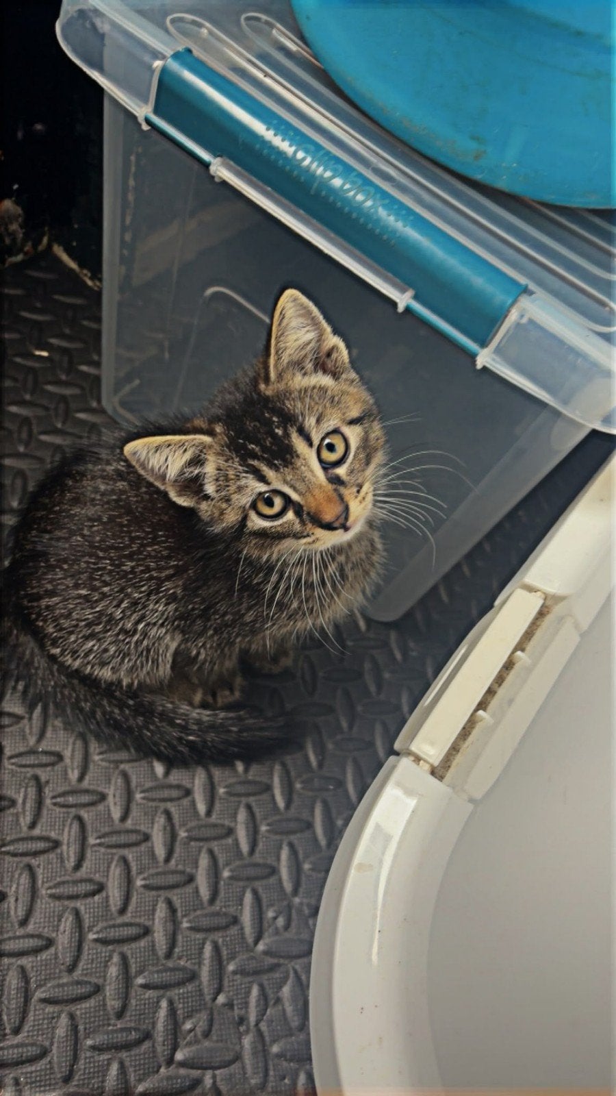 Gezocht goed thuis, Kater, 0 tot 2 jaar