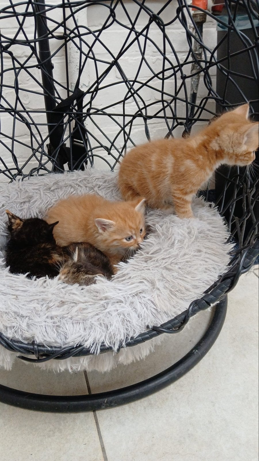 Kittens te koop munchkin x korthaar, Dieren en Toebehoren, Meerdere dieren, Kortharig, 0 tot 2 jaar