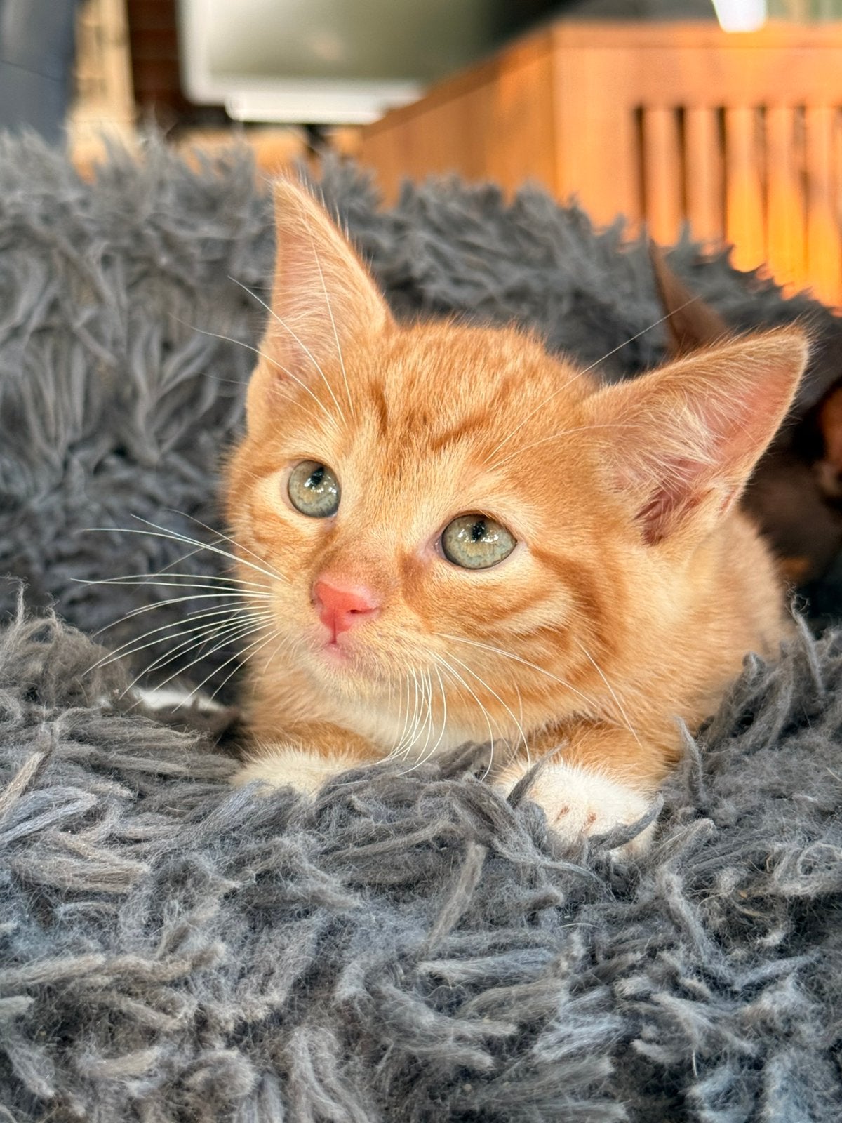 Super mooie nest Europeese korthaar kittens, Dieren en Toebehoren, Katten en Kittens | Overige Katten, Meerdere dieren