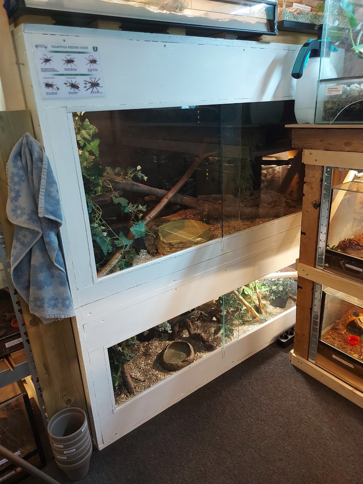 2 rattenslang Rat Snake photo 2
