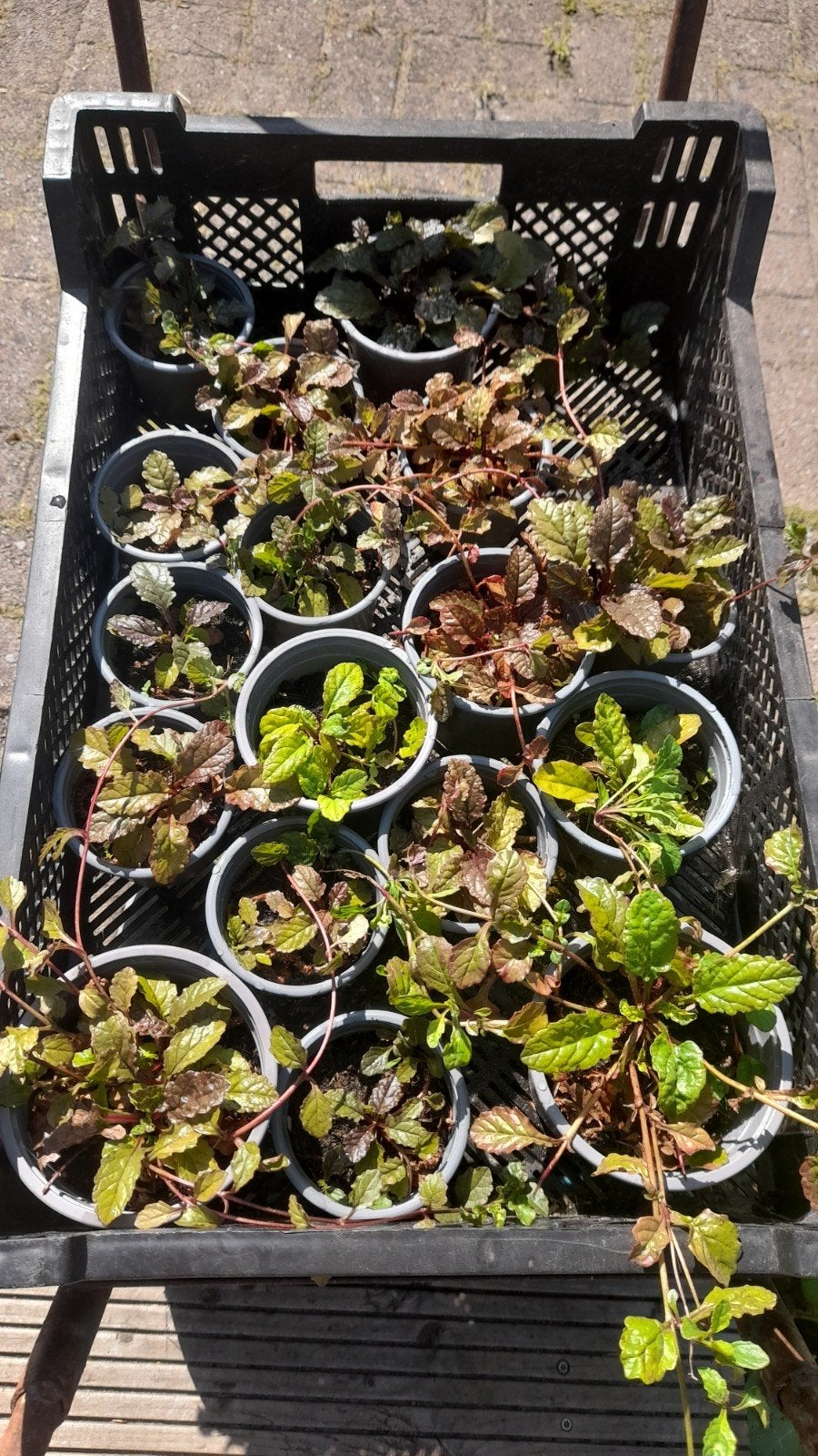 Zenegroen vaste plant, Ophalen, Bodembedekkers, Volle zon, Vaste plant